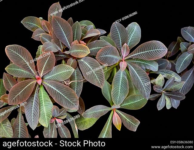 closeup shot of veined bicolor red and green colored plant leaves