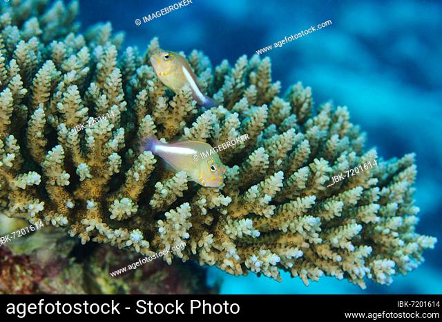Pair of arc-eye hawkfish (Paracirrhites arcatus) sitting on staghorn coral, small polyp stony coral (Acropora), Pacific Ocean, Yap Island, Micronesia, Oceania