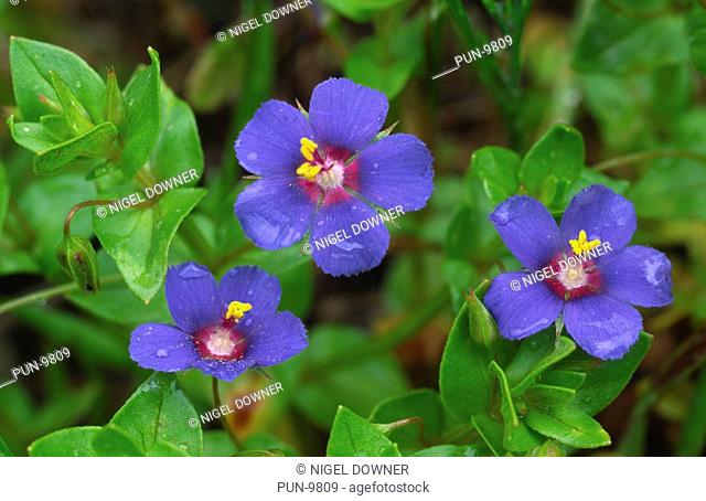 Close-up of a group of blue pimpernel flowers Anagallis foemina after rain, growing on a roadside verge in Alhaurin el Grande, Southern Spain