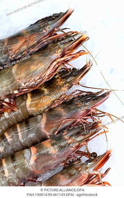 14 August 2019, Hamburg: Fresh shrimps are on offer at a wholesaler in the Hamburg Altona fish market. Photo: Christian Charisius/dpa