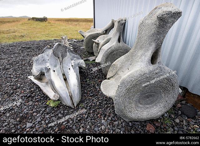 Whale bones, Ingólfshöfði, Iceland, Europe