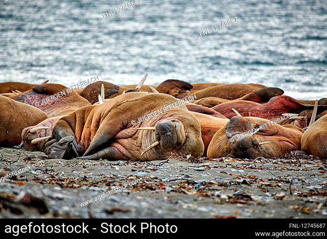 Walrus, Odobenus rosmarus, Svalbard, Norway, Europe