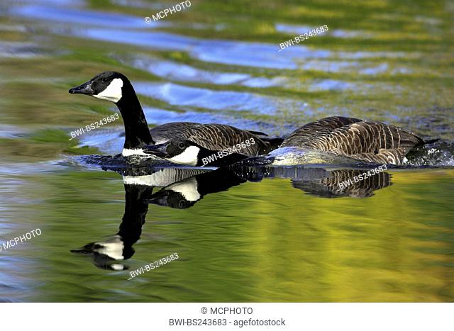 Canada goose Branta canadensis, two individuals on a lake, Germany
