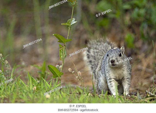 Delmarva Fox Squirrel (Sciurus niger cinereus), sitting on a meadow, USA