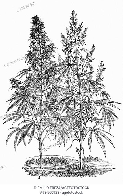 Hemp plant, female and male (Cannabis sativa). Antique drawing, ca. 1900