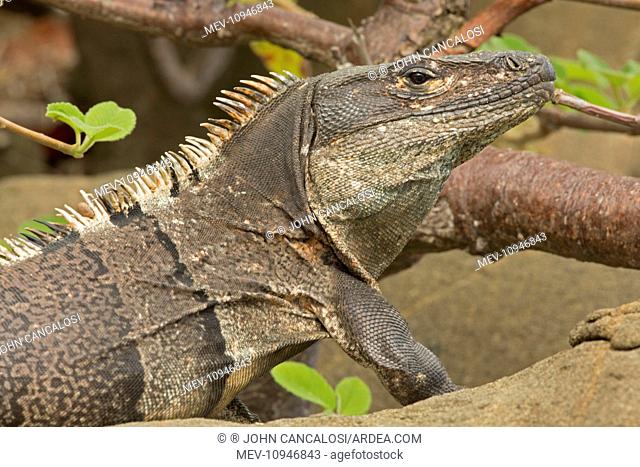 Spiny-tailed Iguana - Tropical dry forest Santa Rosa National Park - Costa Rica