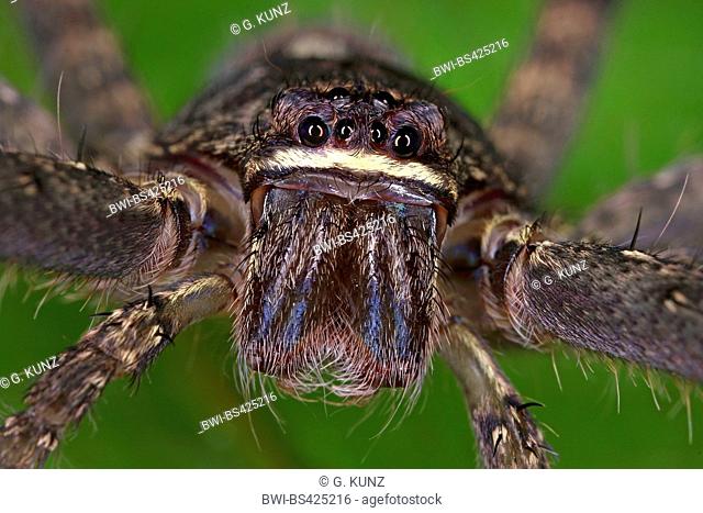 Giant crab spider, Huntsman spider (Sparassidae), Portrait, Costa Rica