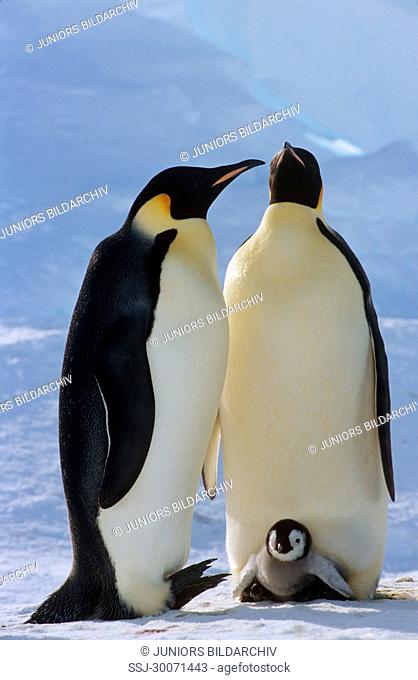 emperor penguins with pups Aptenodytes forsteri