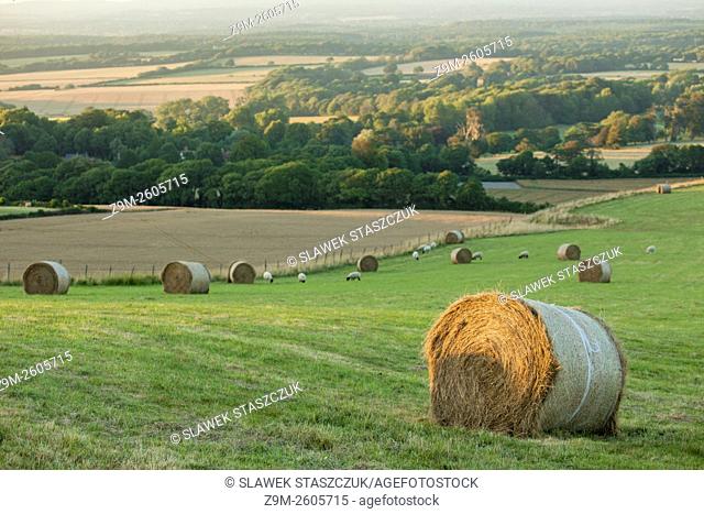Hay bales in South Downs National Park near Eastbourne, East Sussex, England. Summer afternoon
