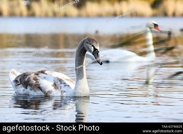 RUSSIA, DONETSK - OCTOBER 23, 2023: Mute swans swim in the Alekseyevsky Stavok Pond. Dmitry Yagodkin/TASS