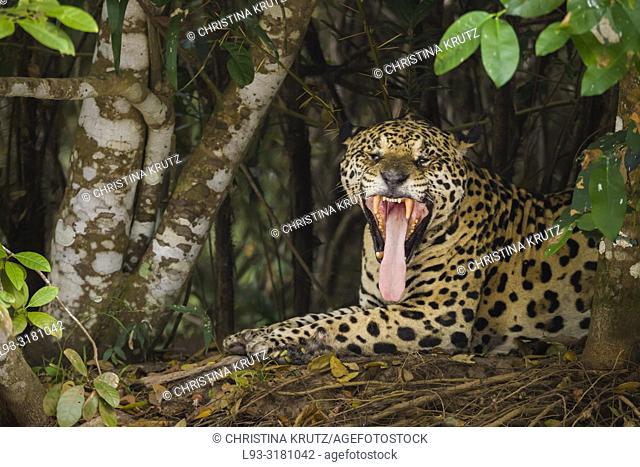 Jaguar (Panthera onca), adult yawning, Pantanal, Mato Grosso, Brazil