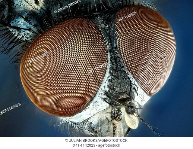 Extreme close up of a house-fly's eyes