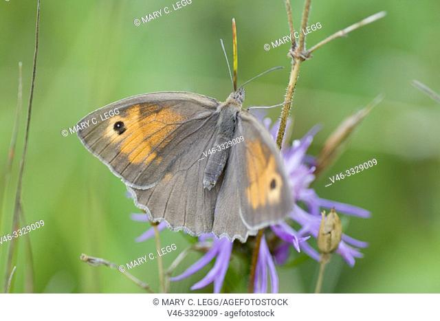 Meadow Brown, Maniola jurtina, large brown butterfly with sexual dimorphism. Larval foodplants are meadow grasses. Adults feed on large range of meadow flower...
