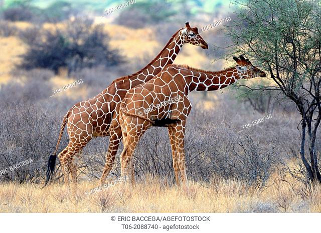 Reticulated giraffe feeding on vegetation (Giraffa camelopardalis reticulata) Samburu National Reserve, Kenya, Africa, October