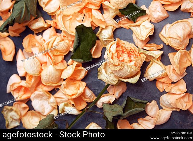 Rose flower and fallen petals
