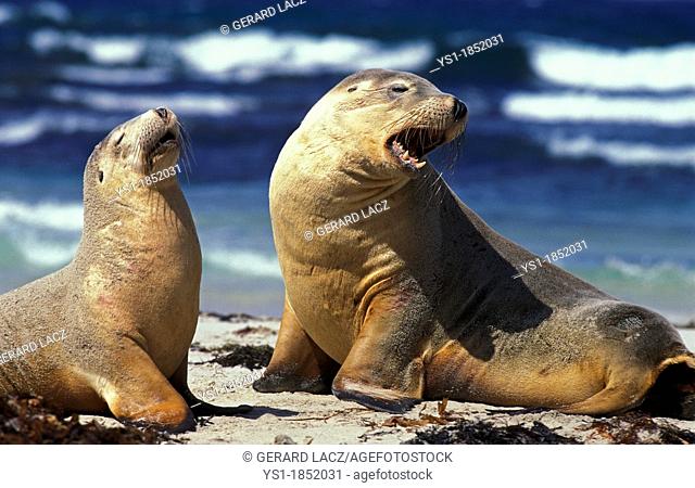 Australian Sea Lion, neophoca cinerea, Females standing on Beach, Australia
