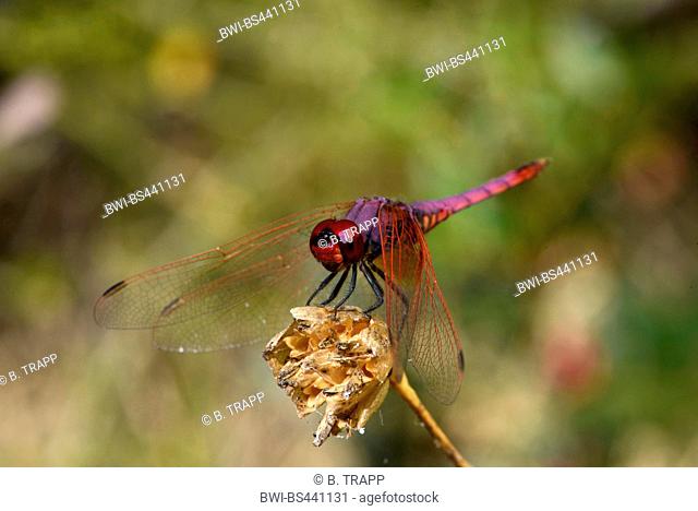 Violet dropwing, Violet-marked darter, Purple-blushed darter, Plum-coloured dropwing (Trithemis annulata), sitting on an infructescence, Italy, Sardegna