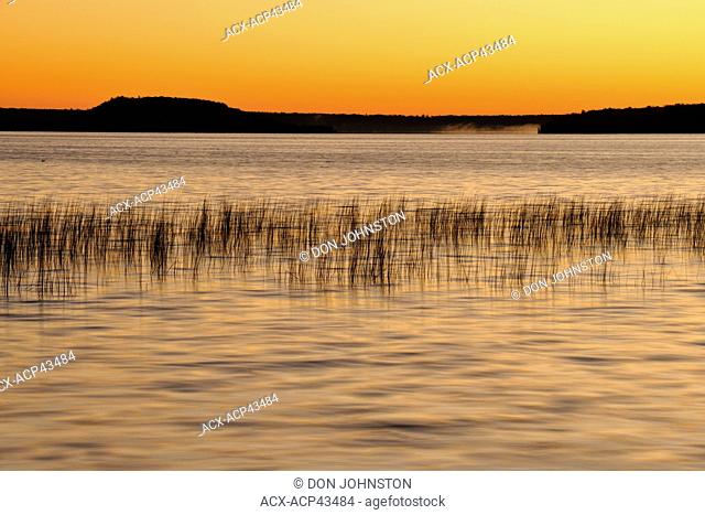 Reedbeds on Lake Mindemoya at sunrise, Manitoulin Island, Ontario, Canada