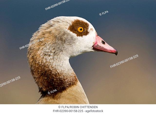 Egyptian Goose Alopochen aegyptiacus introduced species, adult male, close-up of head, Whitlingham, The Broads, Norfolk, England