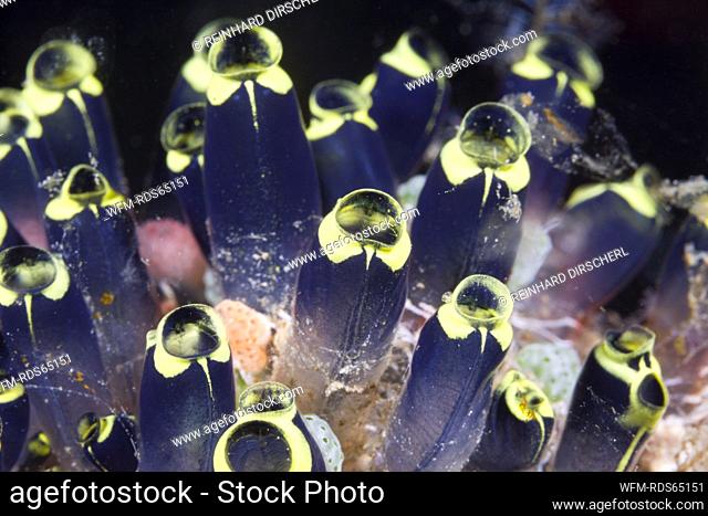 Colony of Tunicates, Clavelina robusta, Florida Islands, Solomon Islands
