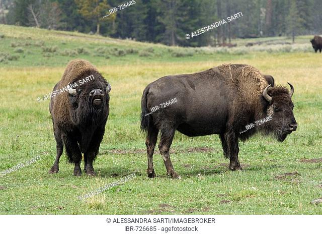 American Buffaloes (Bison bison), flehmen response, Yellowstone National Park, Wyoming, USA