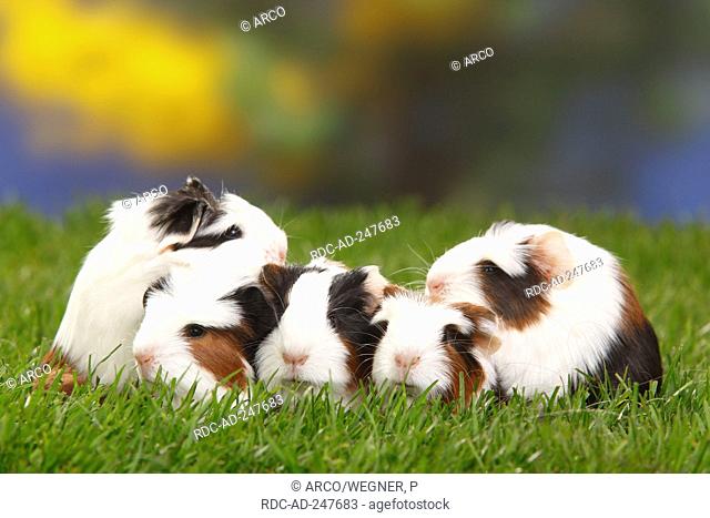 Coronet Guinea Pigs and Sheltie Guinea Pig tortoiseshell-and-white youngs