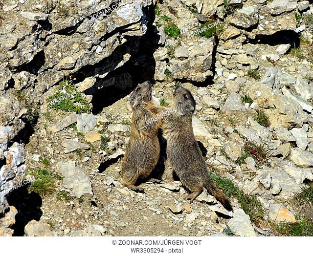Alpenmurmeltier; marmota marmota; alpine marmot; Jungtiere im Naturpark Puez-Geisler; Dolomiten; Suedtirol; Italien; South Tyrol; Italy;