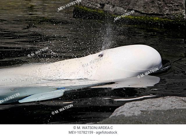 Beluga Whale - in water (Delphinapterus leucas)