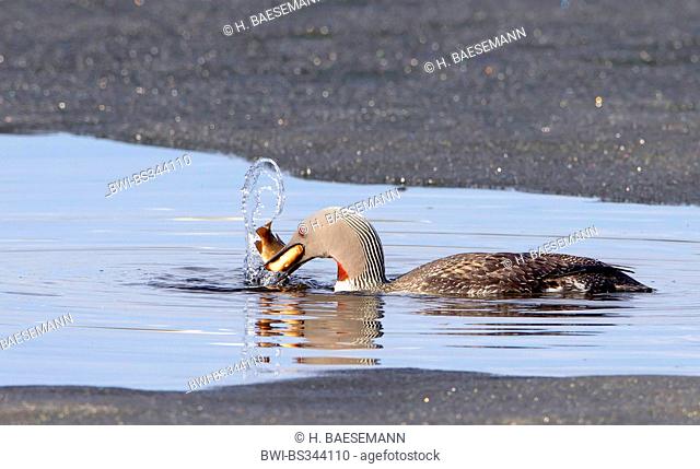 red-throated diver (Gavia stellata), preying a fish, Norway, Troms, Tromsoe