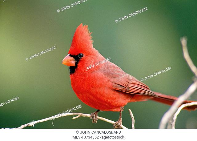 Northern CARDINAL- male, on branch (Cardinalis cardinalis)
