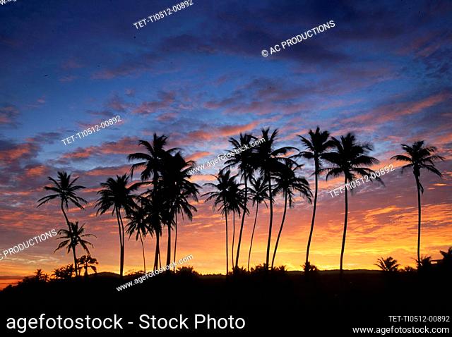USA, Puerto Rico, Caribbean, Silhouettes of palm trees against sky at sunset