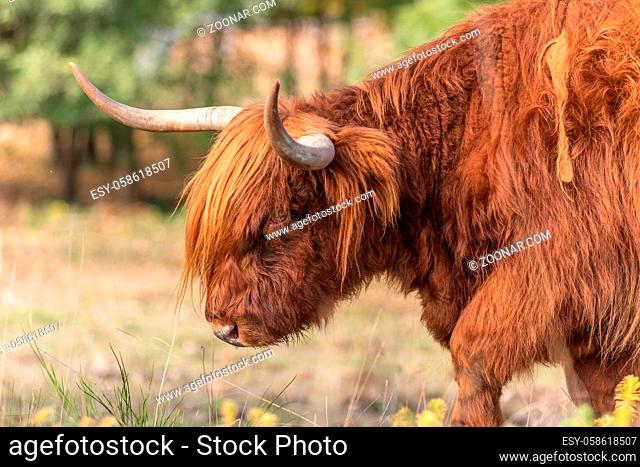 Highland cattle in a pasture in autumn in France
