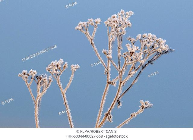 Cow Parsley Anthriscus sylvestris covered with hoar frost, North Kent Marshes, Kent, England, winter