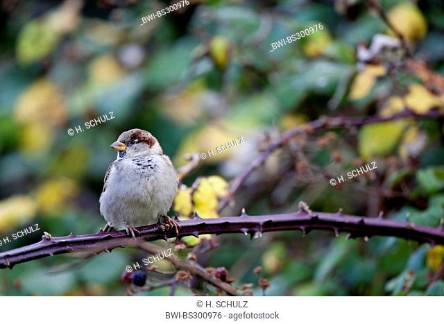 house sparrow (Passer domesticus), fledgling sitting on a blackberry twig, Germany, Schleswig-Holstein, Heligoland