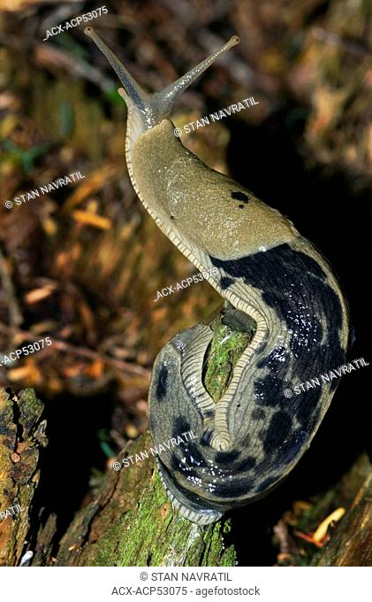 Pacific banana slug Ariolimax columbianus contributes to decomposition and nutrient cycling in the coastal rain forest of western redcedar Thuja plicata and...
