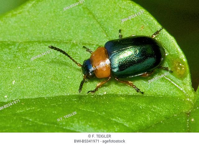 Chrysomelid beetle (Gastrophysa polygonie), on a leaf, Germany