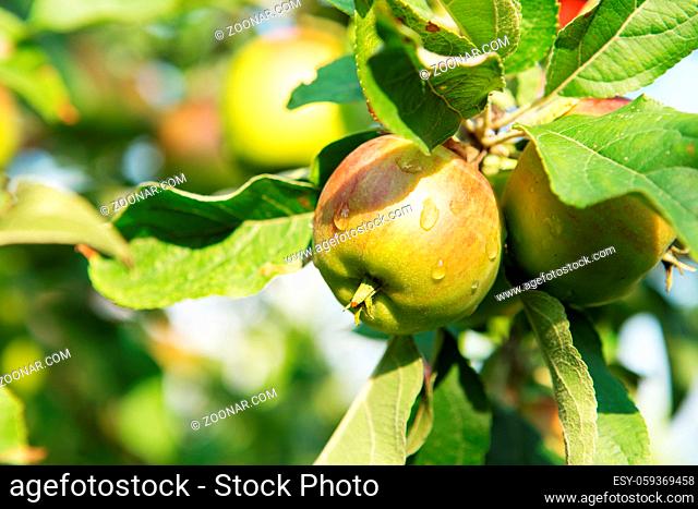 Apple fruits growing on a apple tree branch in orchard. Apple ripening. variety of apples, apple orchard