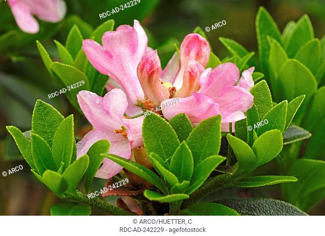 Rhododendron Germany Rhododendron ferrugineum Alpine Rose