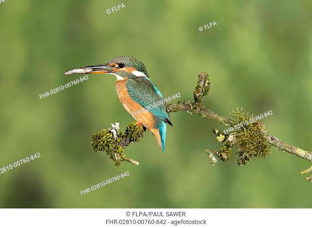 Common Kingfisher (Alcedo atthis) adult female, with fish in beak, perched on mossy twig, Suffolk, England, May