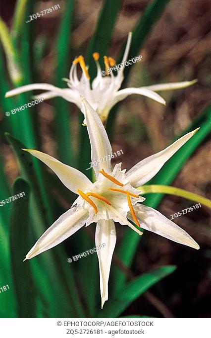A good example of an ephemeral herb. Pancratium Triflorum. Family: Amaryllidaceae. , The flowers are present only for a very short period of 1-2 days at the...