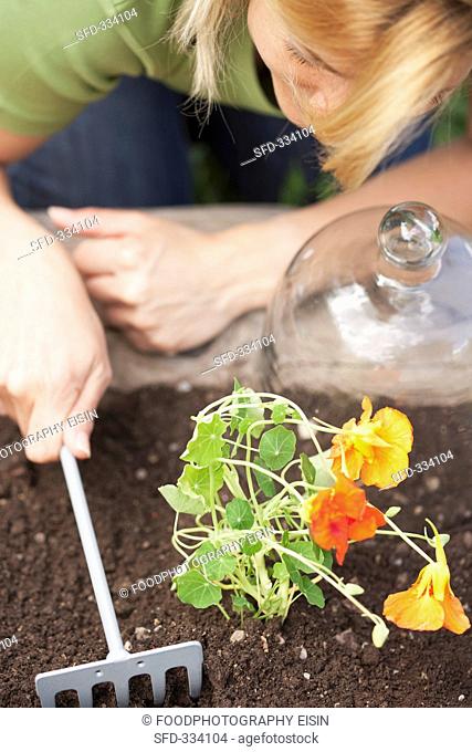 A woman planting nasturtiums in a flower bed
