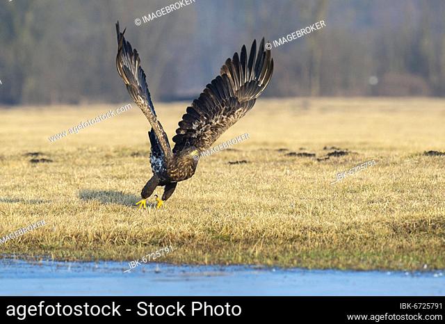 Young white-tailed eagle (Haliaeetus albicilla) flying up in winter, Kutno, Poland, Europe