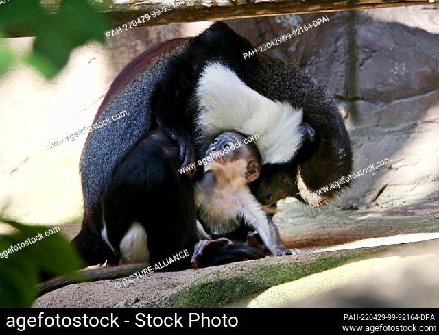 28 April 2022, North Rhine-Westphalia, Duisburg: The baby Roloway guenon, only seven days old, snuggles up to the belly of mother guenon Manou at Duisburg Zoo