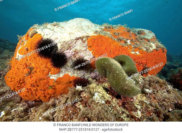 Rock covered with encrusting sponge (Spirastrella cunctatrix) and sea urchin (Arbacia lixula) and Green ball (Codium bursa) Larvotto Marine Reserve, Monaco