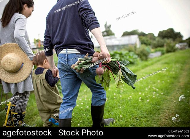 Family harvesting vegetables and walking in garden