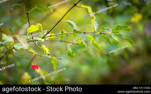 branch with red fruits, close up