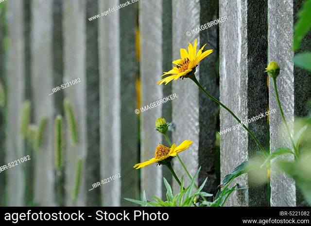 Yellow coneflower (Rudbeckia fulgida) on garden fence