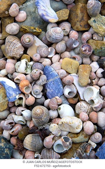 Shells. Shetland Islands. Scotland. UK