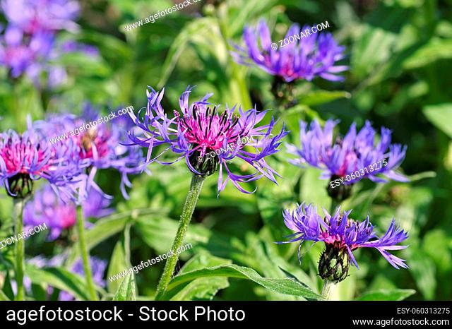 Berg-Flockenblume oder Centaurea montana - perennial cornflower or Centaurea montana flower in spring garden