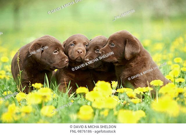 Labrador puppies, Upper Palatinate, Bavaria, Germany, Europe